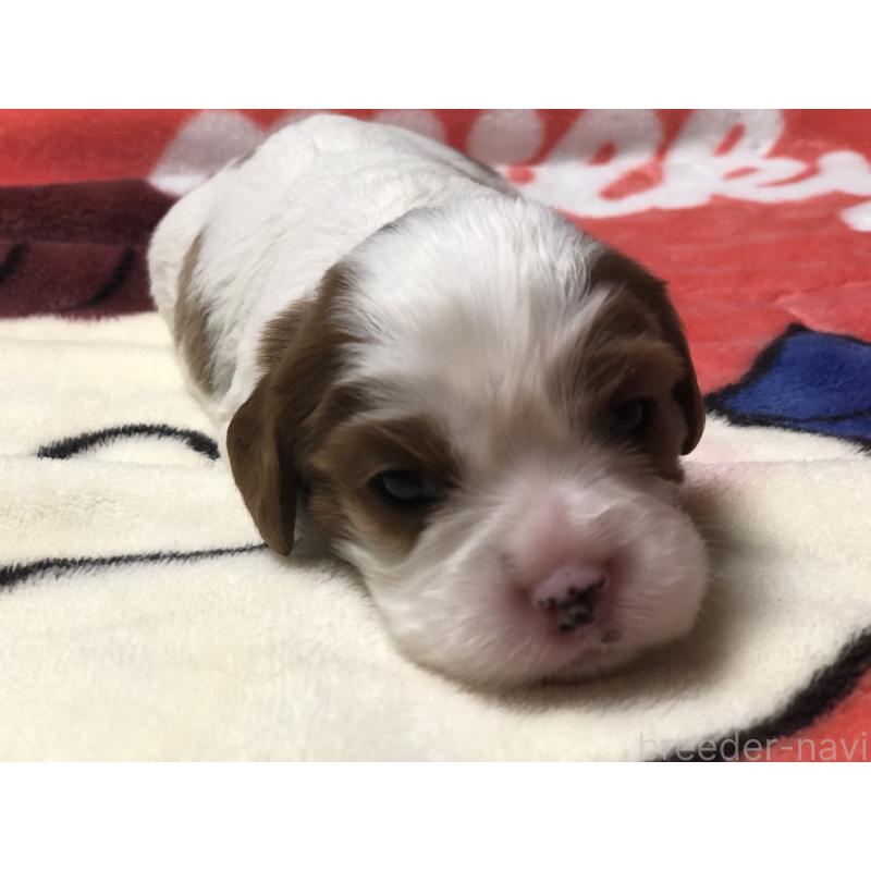 販売中の青森県のキャバリアキングチャールズスパニエル-436854