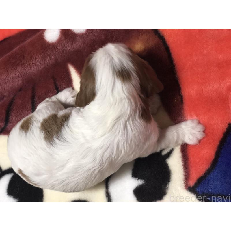 販売中の青森県のキャバリアキングチャールズスパニエル-436854の5枚目