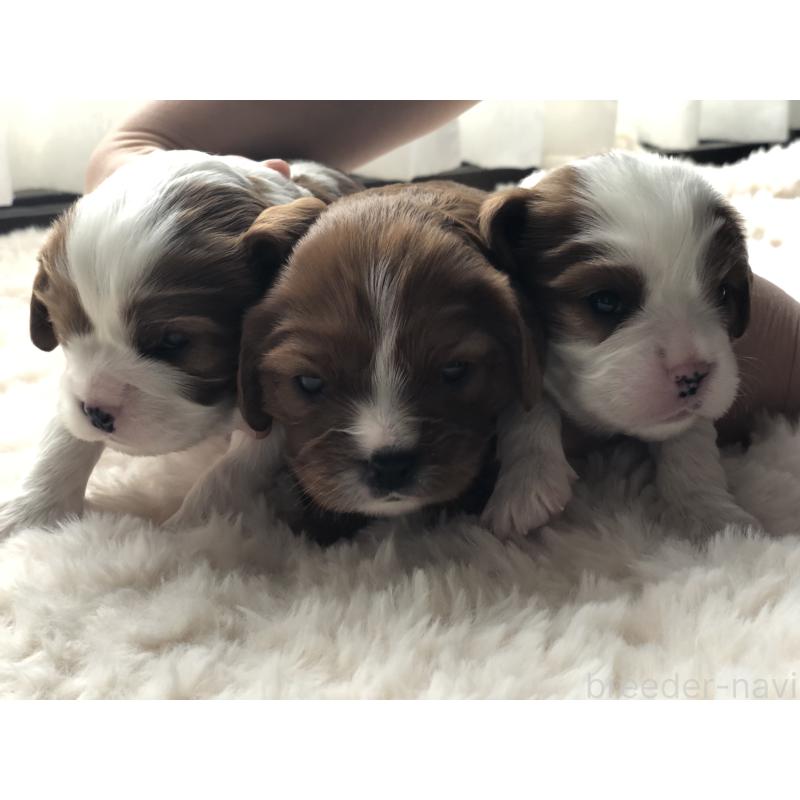 販売中の青森県のキャバリアキングチャールズスパニエル-436854の4枚目