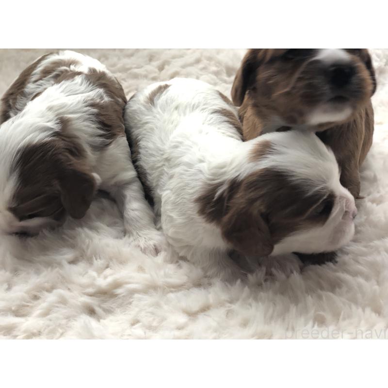 販売中の青森県のキャバリアキングチャールズスパニエル-436854の2枚目