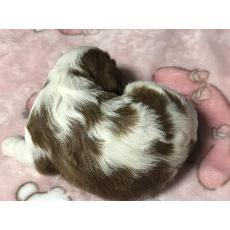 販売中の青森県のキャバリアキングチャールズスパニエル-436855の3枚目