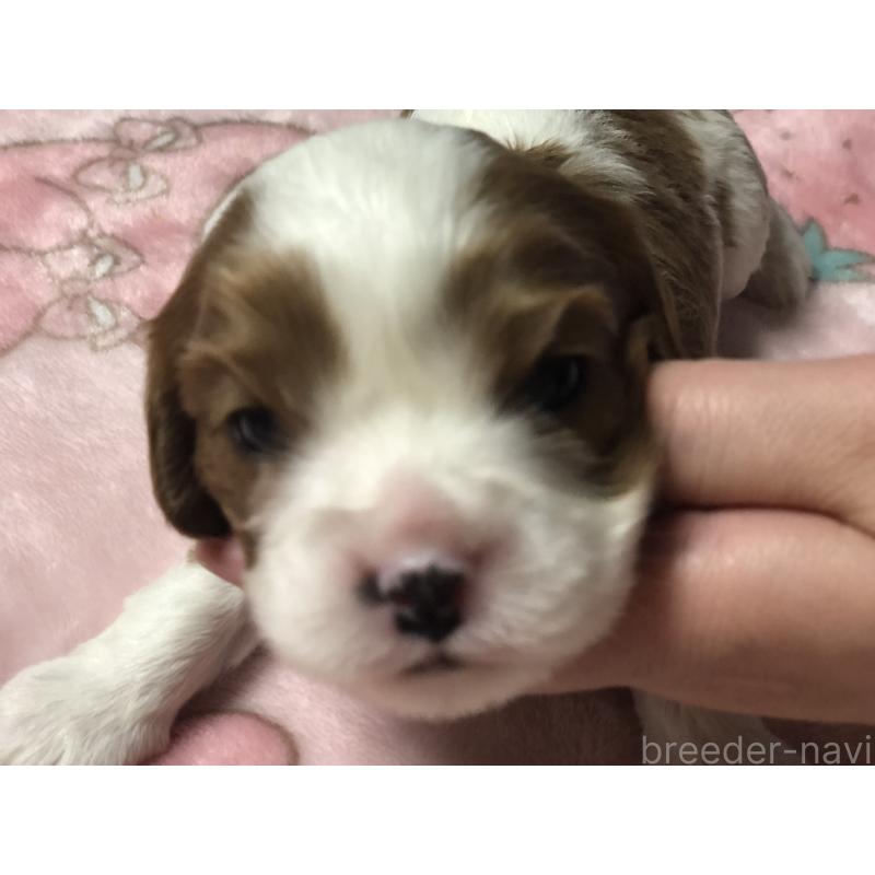 販売中の青森県のキャバリアキングチャールズスパニエル-436855の2枚目