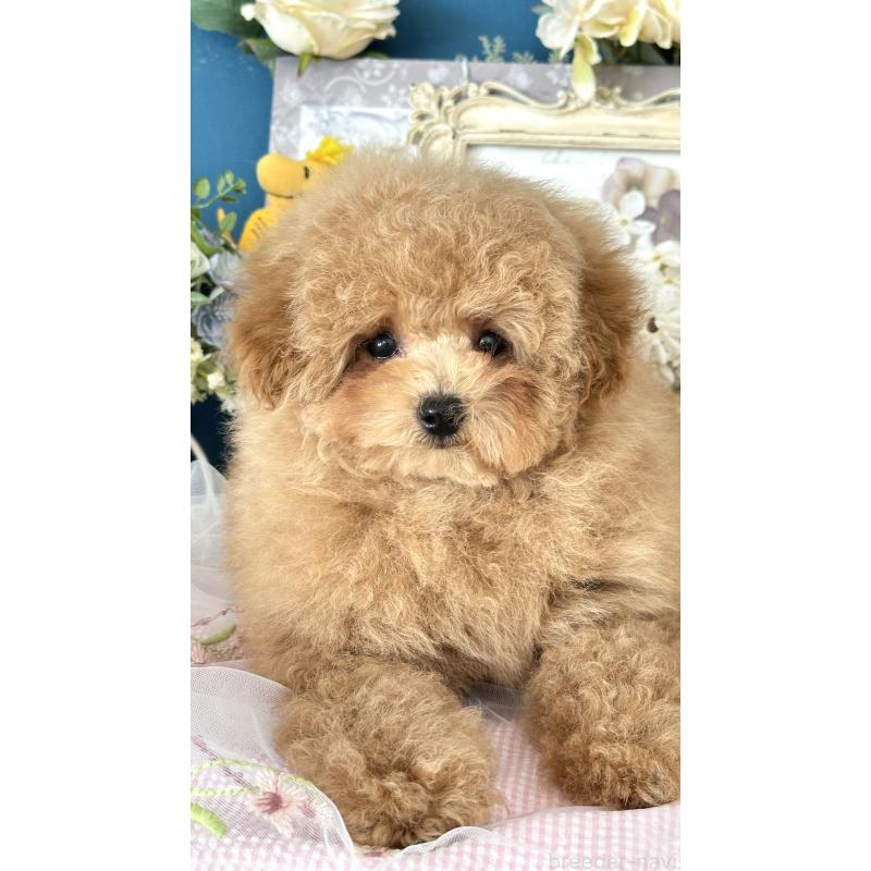 販売中の神奈川県のトイプードル-429898の7枚目