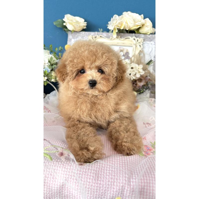 販売中の神奈川県のトイプードル-429898の6枚目