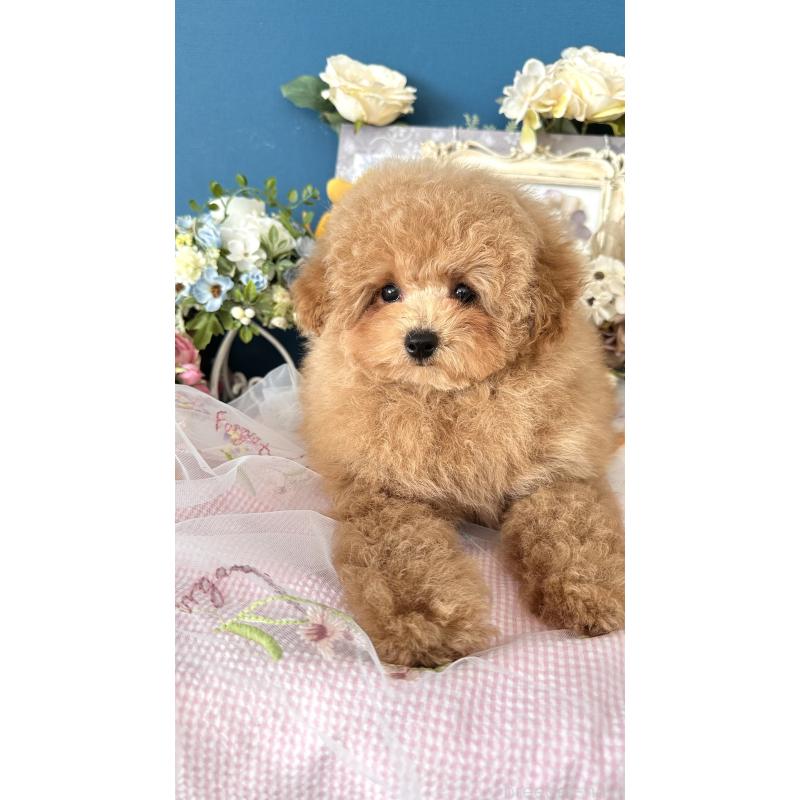 販売中の神奈川県のトイプードル-429898の5枚目