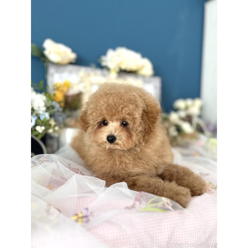 販売中の神奈川県のトイプードル-429898の4枚目