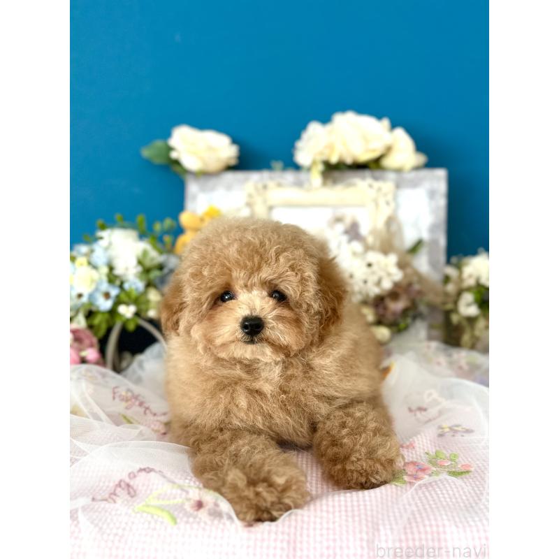 販売中の神奈川県のトイプードル-429898の3枚目