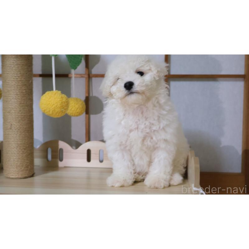 販売中の埼玉県のビションプー:ビションフリーゼ×トイプードル-436857の10枚目