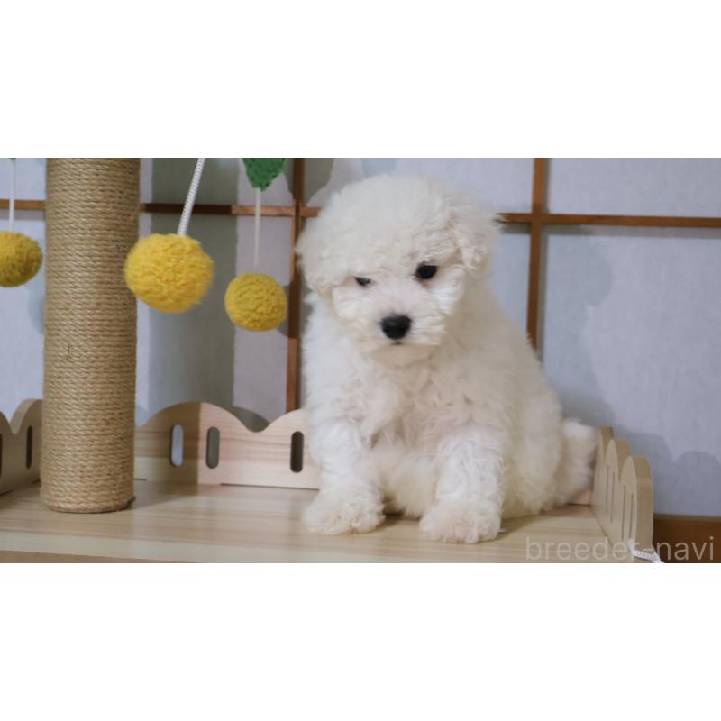 販売中の埼玉県のビションプー:ビションフリーゼ×トイプードル-436857の9枚目