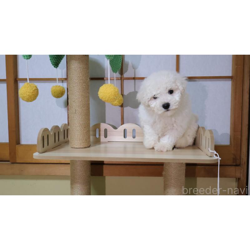 販売中の埼玉県のビションプー:ビションフリーゼ×トイプードル-436857の8枚目