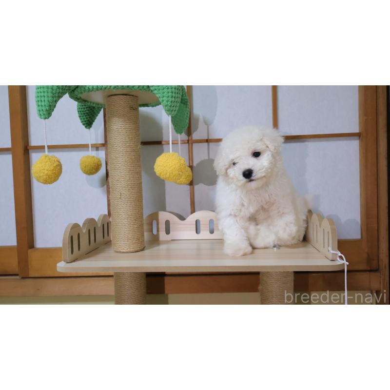 販売中の埼玉県のビションプー:ビションフリーゼ×トイプードル-436857の7枚目