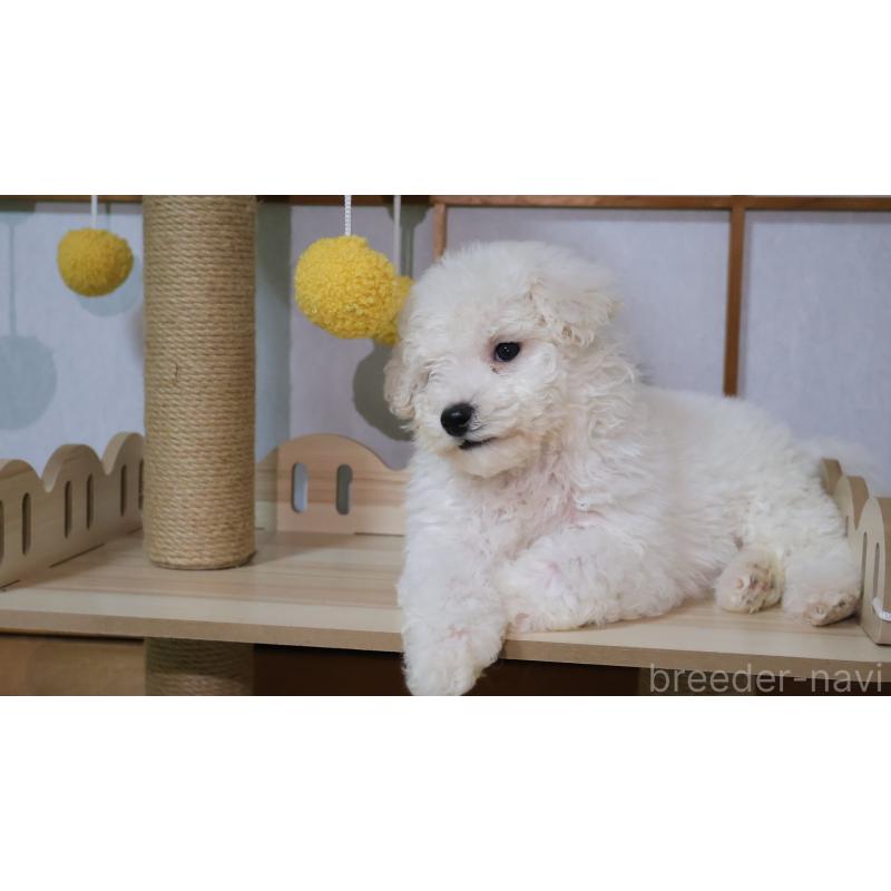 販売中の埼玉県のビションプー:ビションフリーゼ×トイプードル-436857の4枚目