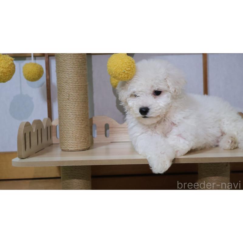 販売中の埼玉県のビションプー:ビションフリーゼ×トイプードル-436857の1枚目