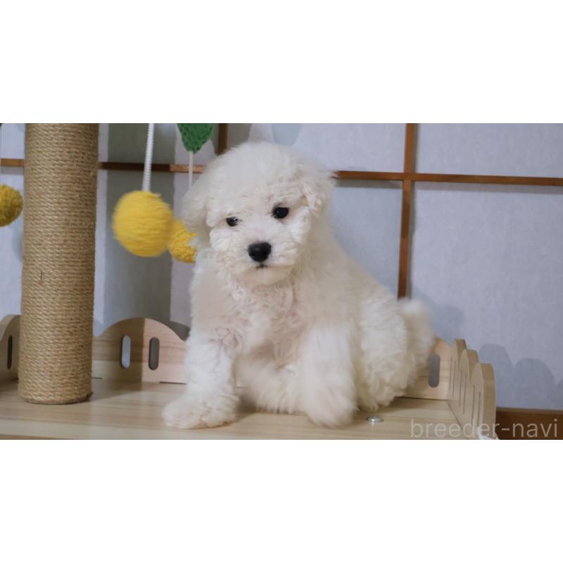 販売中の埼玉県のビションプー:ビションフリーゼ×トイプードル-436857の3枚目