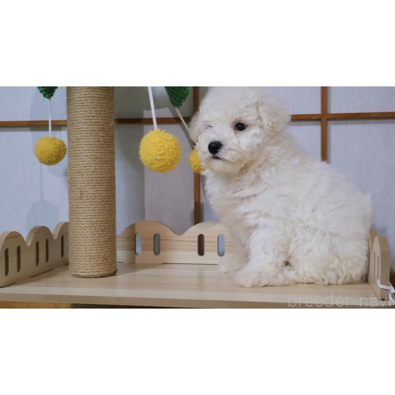 販売中の埼玉県のビションプー:ビションフリーゼ×トイプードル-436857の2枚目