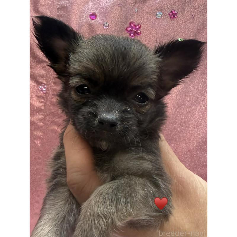 成約済の愛知県のチワワ(ロングコート)-436227の7枚目