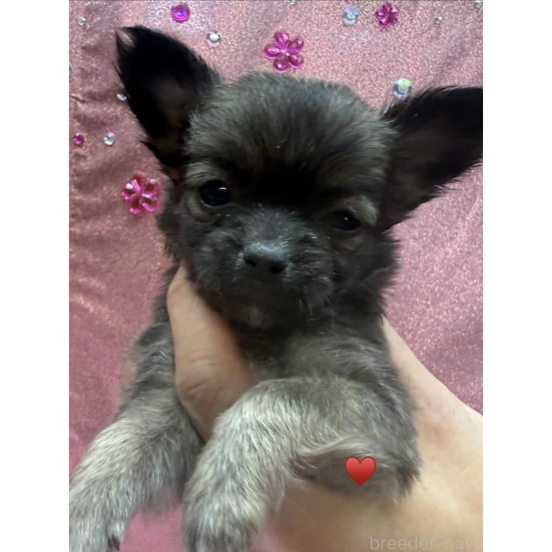 成約済の愛知県のチワワ(ロングコート)-436227の6枚目