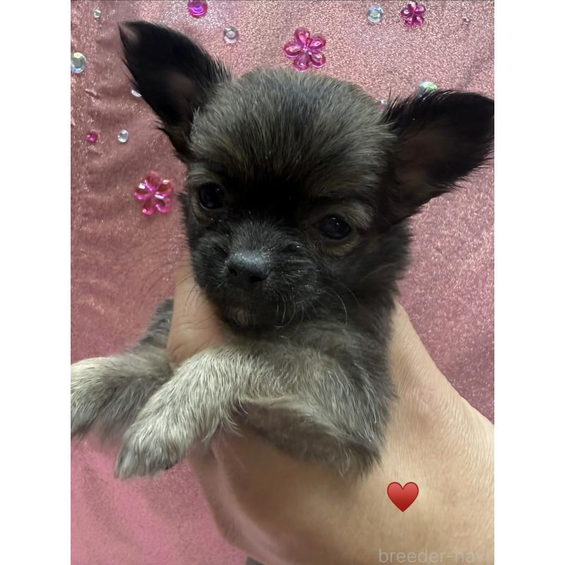 成約済の愛知県のチワワ(ロングコート)-436227の5枚目