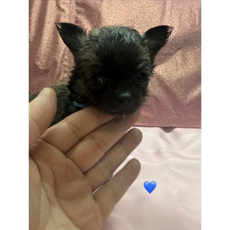 販売中の愛知県のチワワ(ロングコート)-436858の1枚目