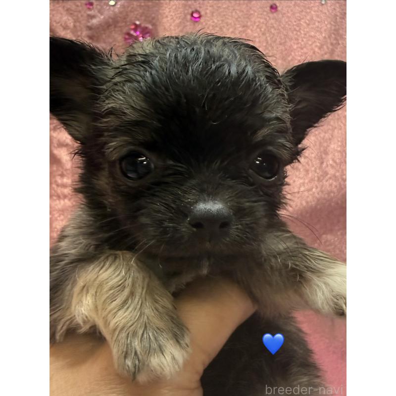 販売中の愛知県のチワワ(ロングコート)-436858の2枚目