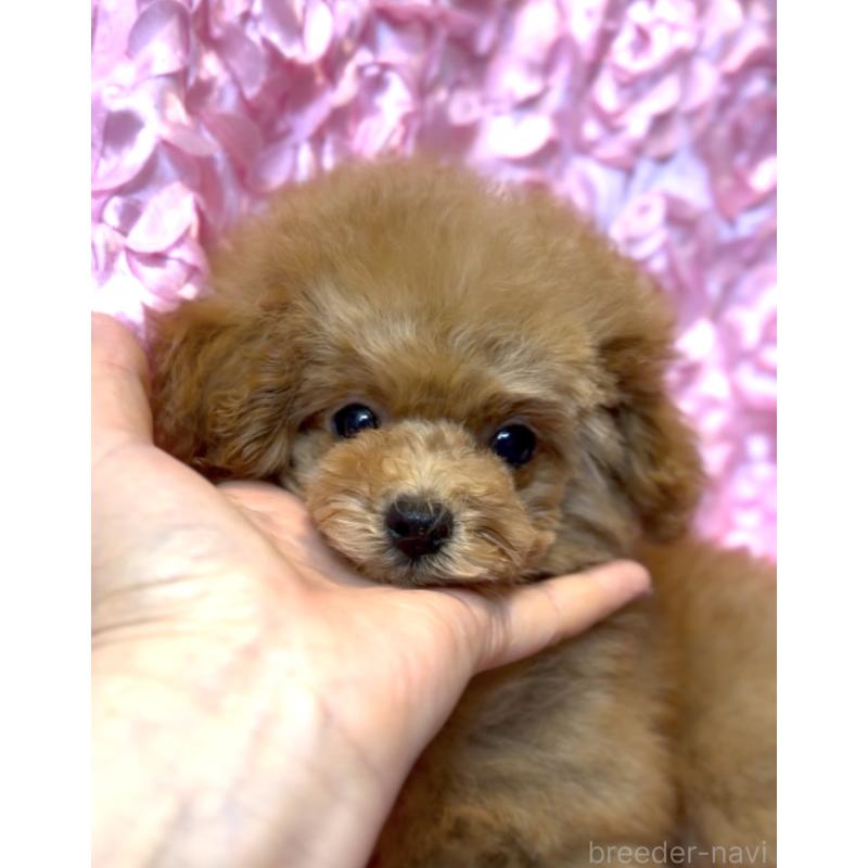 成約済の香川県のタイニープードル-421881の7枚目