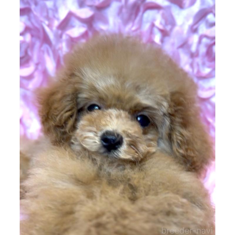 成約済の香川県のタイニープードル-421881の6枚目