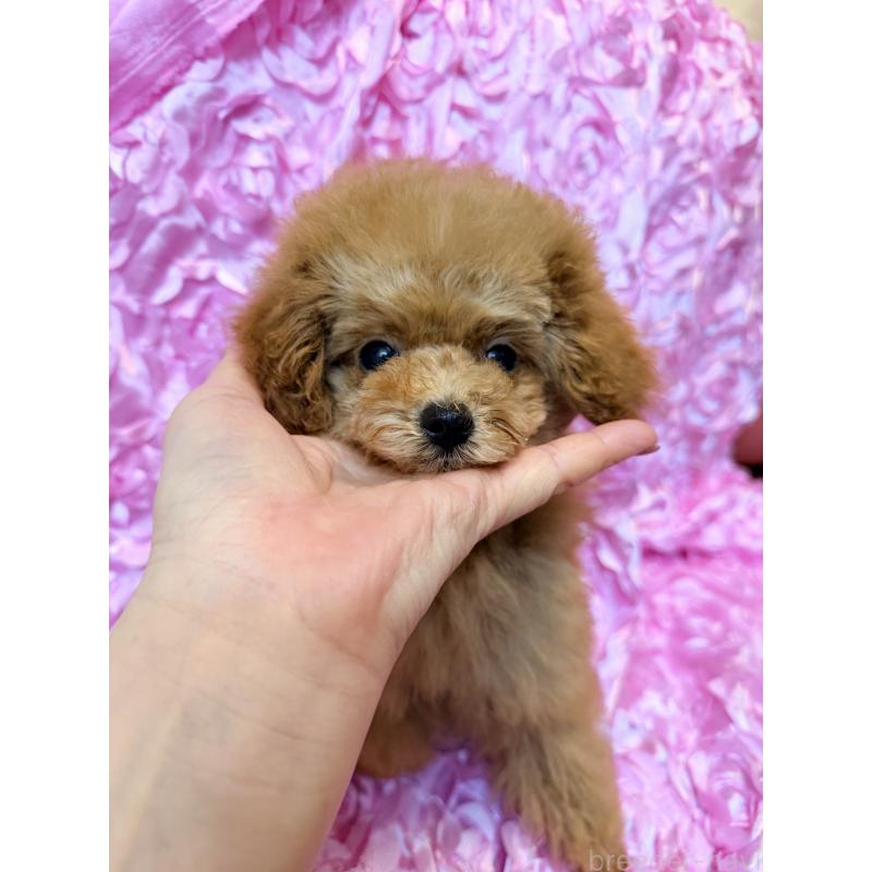 成約済の香川県のタイニープードル-421881の5枚目