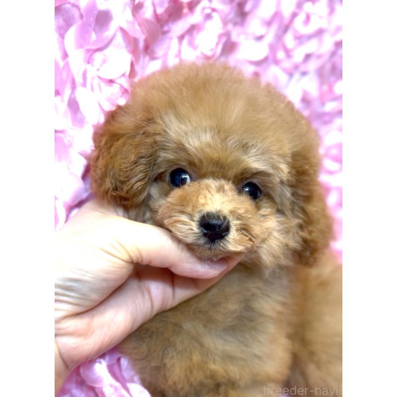 成約済の香川県のタイニープードル-421881の3枚目