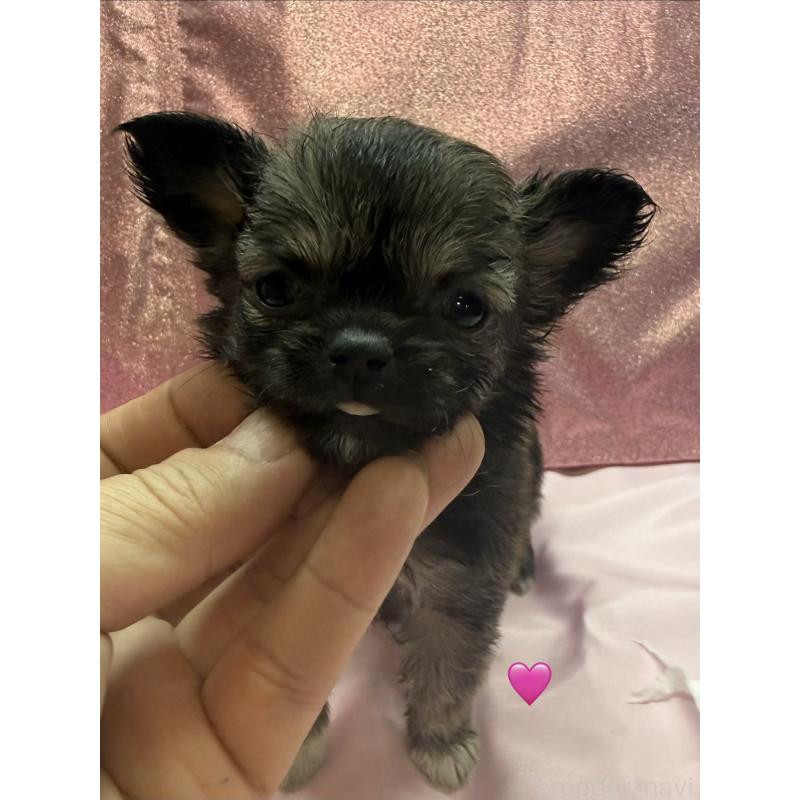 販売中の愛知県のチワワ(ロングコート)-436859