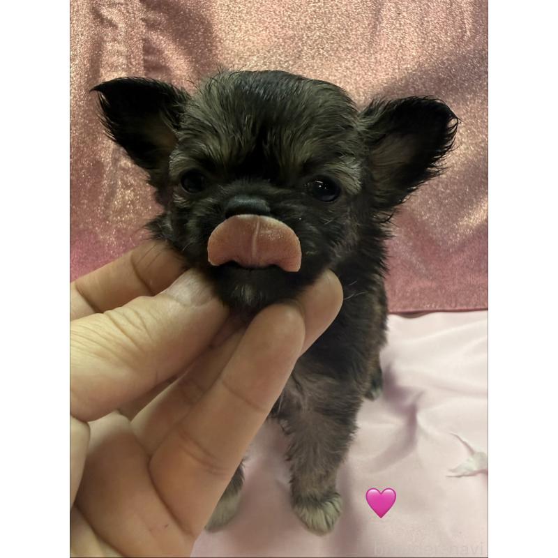 販売中の愛知県のチワワ(ロングコート)-436859の4枚目