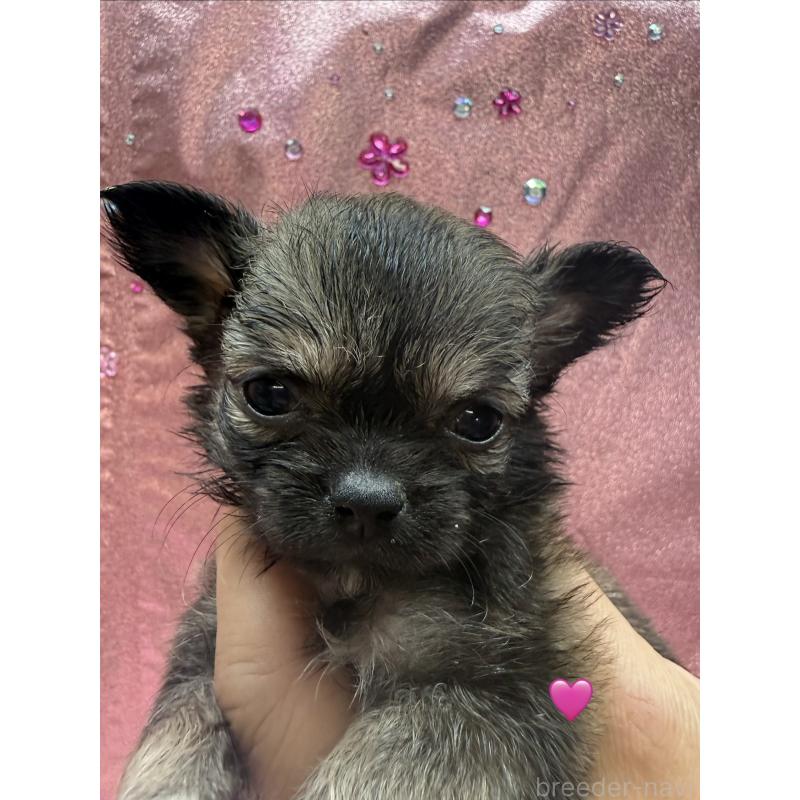 販売中の愛知県のチワワ(ロングコート)-436859の3枚目