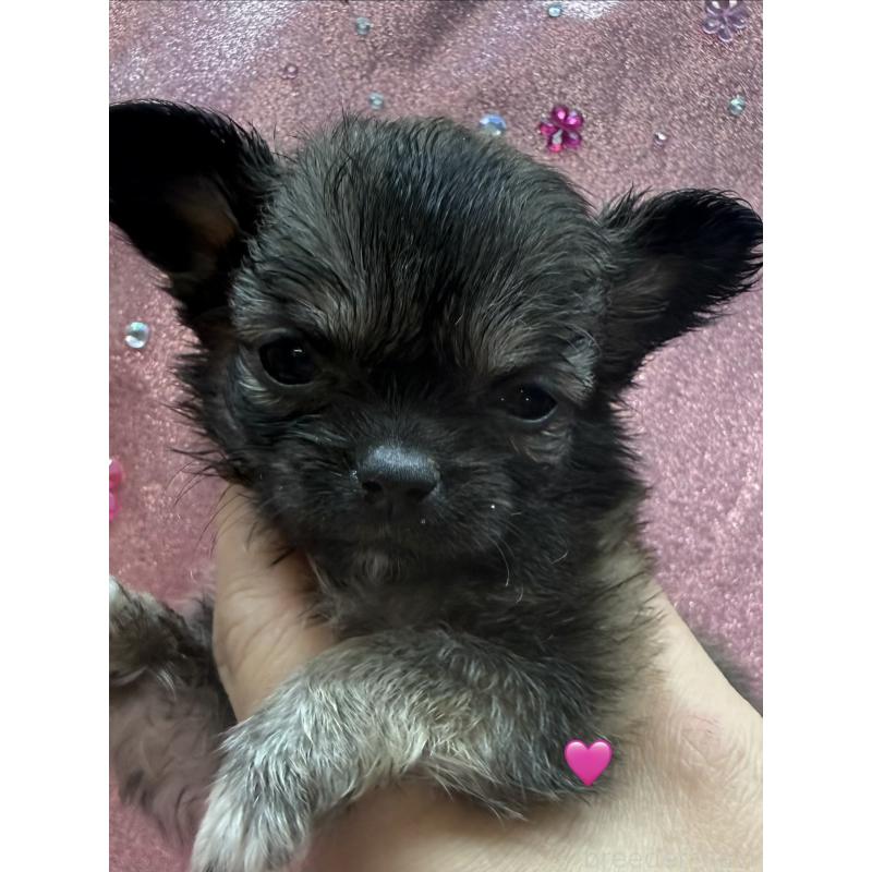 販売中の愛知県のチワワ(ロングコート)-436859の2枚目