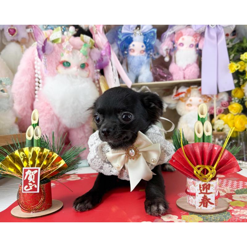 販売中の福岡県のチワワ(ロングコート)-399024の6枚目