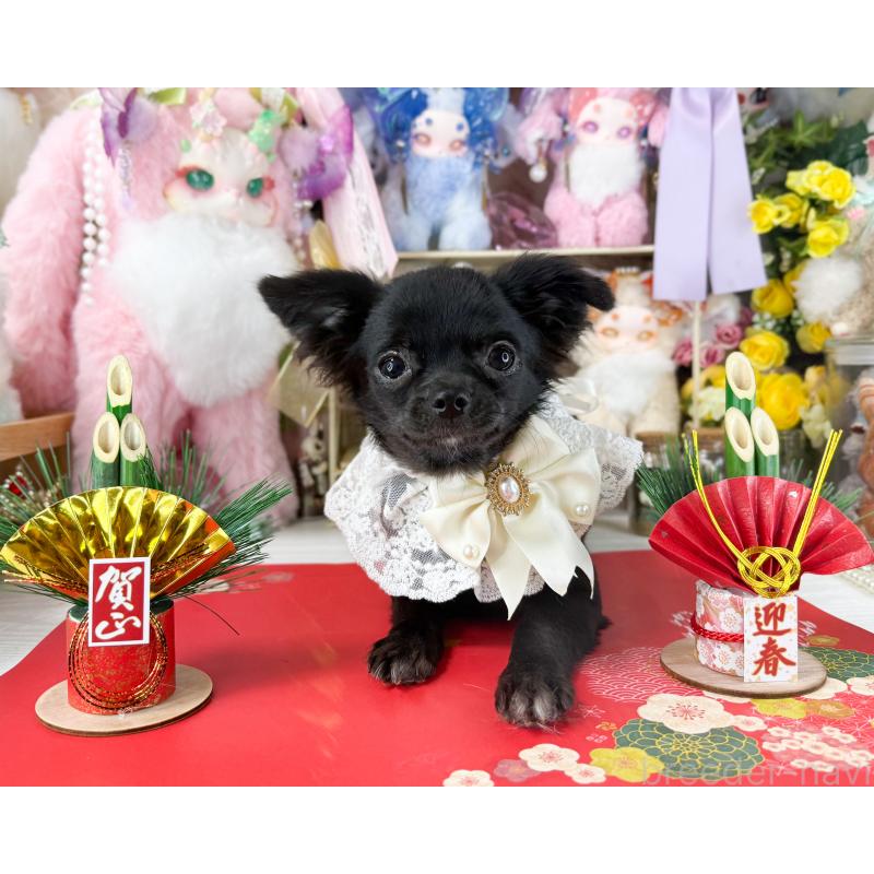 販売中の福岡県のチワワ(ロングコート)-399024の5枚目