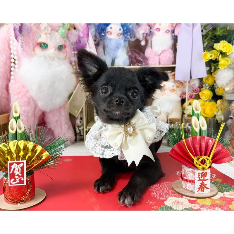 販売中の福岡県のチワワ(ロングコート)-399024の4枚目