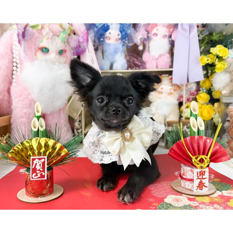 販売中の福岡県のチワワ(ロングコート)-399024の3枚目