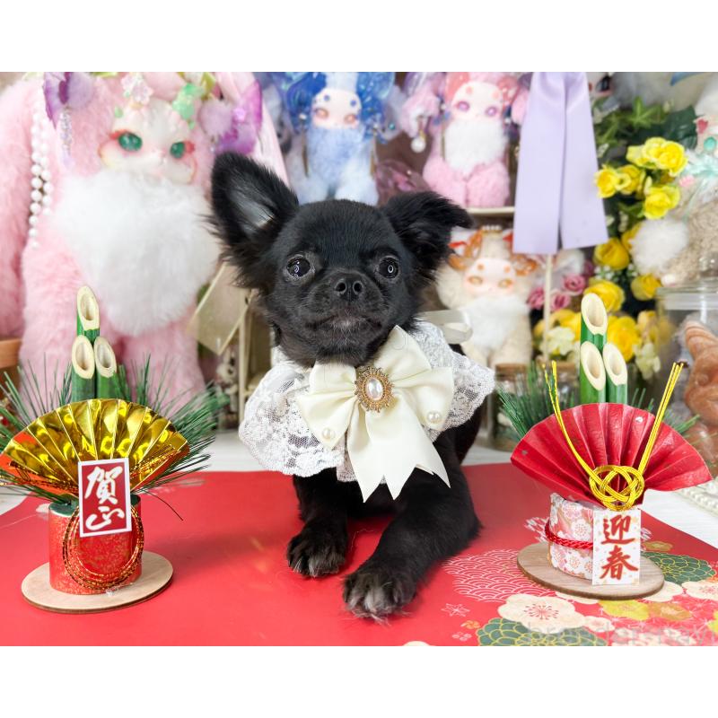 販売中の福岡県のチワワ(ロングコート)-399024の2枚目