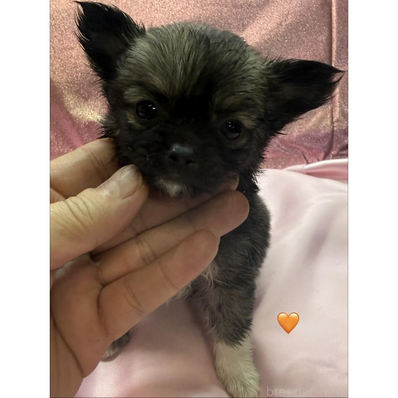 販売中の愛知県のチワワ(ロングコート)-436860の1枚目