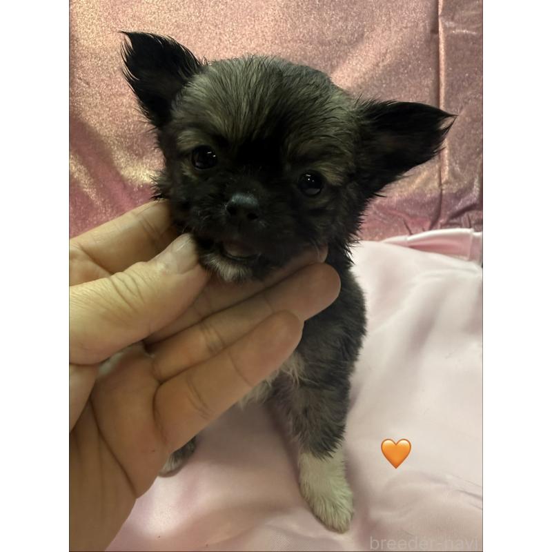 販売中の愛知県のチワワ(ロングコート)-436860の3枚目