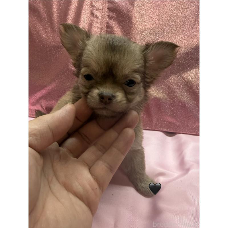 販売中の愛知県のチワワ(ロングコート)-436861