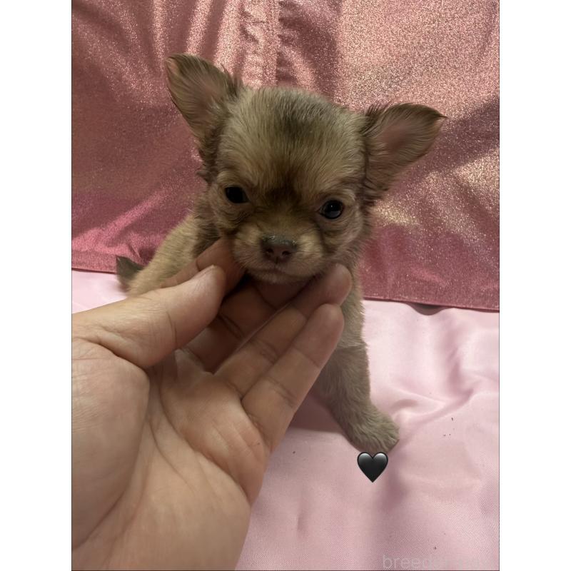 販売中の愛知県のチワワ(ロングコート)-436861の4枚目