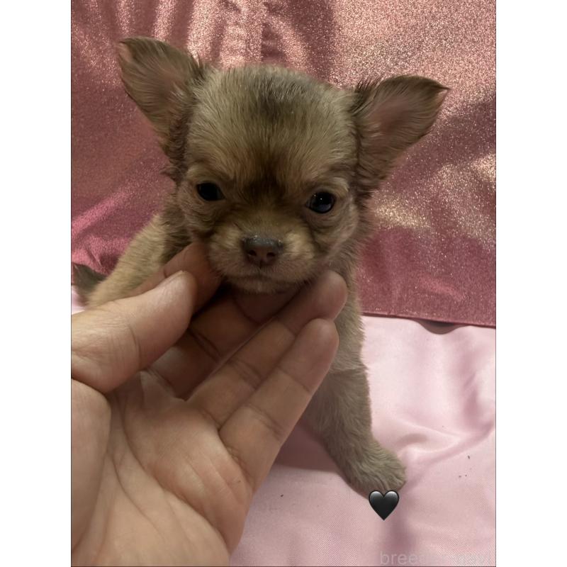 販売中の愛知県のチワワ(ロングコート)-436861の3枚目