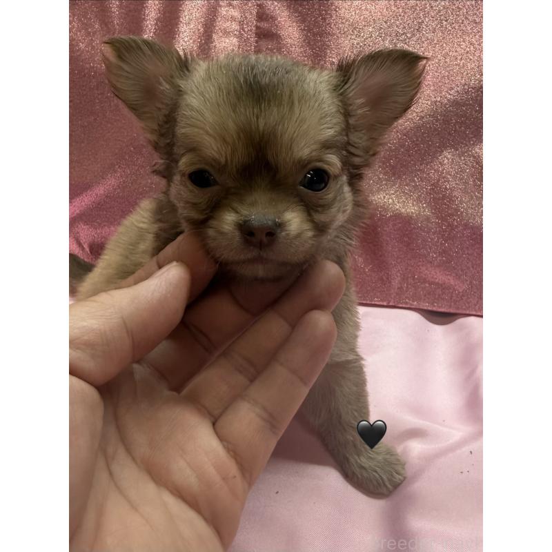 販売中の愛知県のチワワ(ロングコート)-436861の2枚目