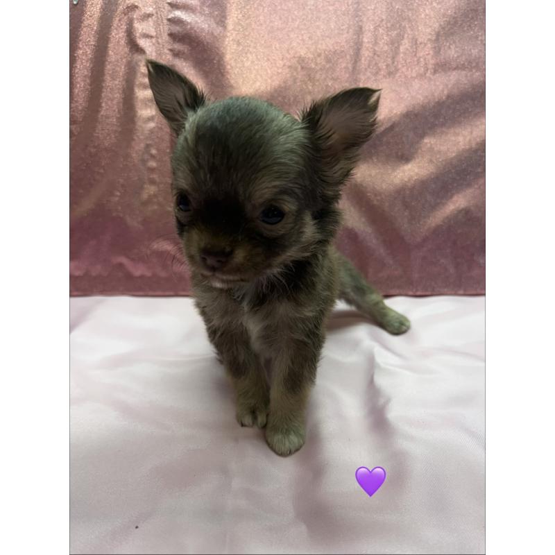 販売中の愛知県のチワワ(ロングコート)-436862の2枚目