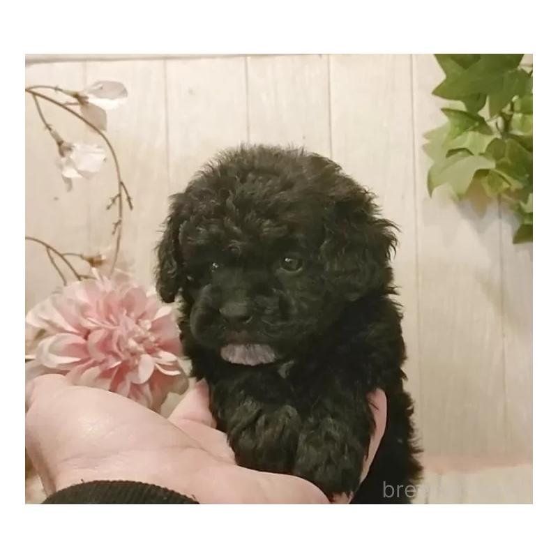 販売中の愛知県のティーカッププードル-436863の8枚目