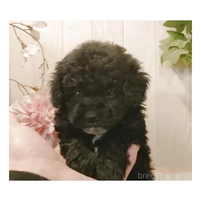 販売中の愛知県のティーカッププードル-436863の7枚目