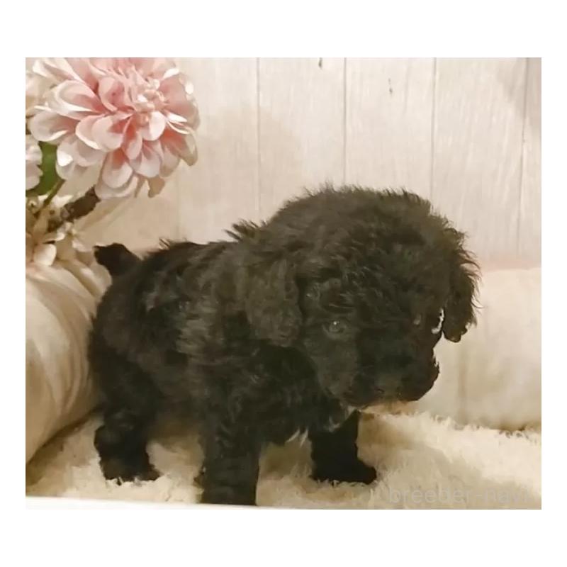 販売中の愛知県のティーカッププードル-436863の6枚目