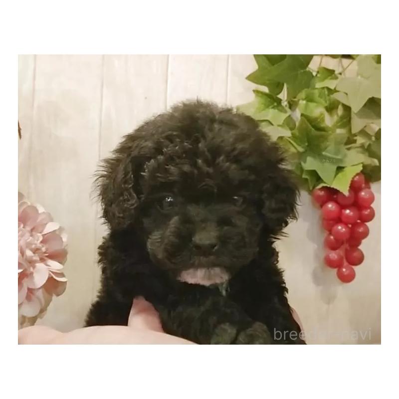 販売中の愛知県のティーカッププードル-436863の5枚目