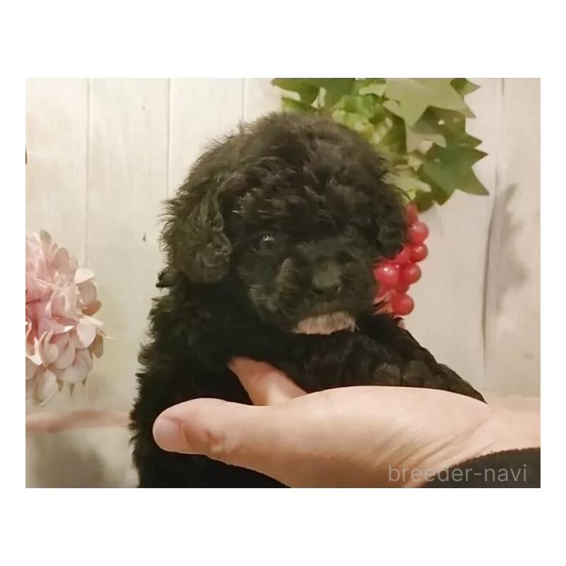 販売中の愛知県のティーカッププードル-436863の4枚目