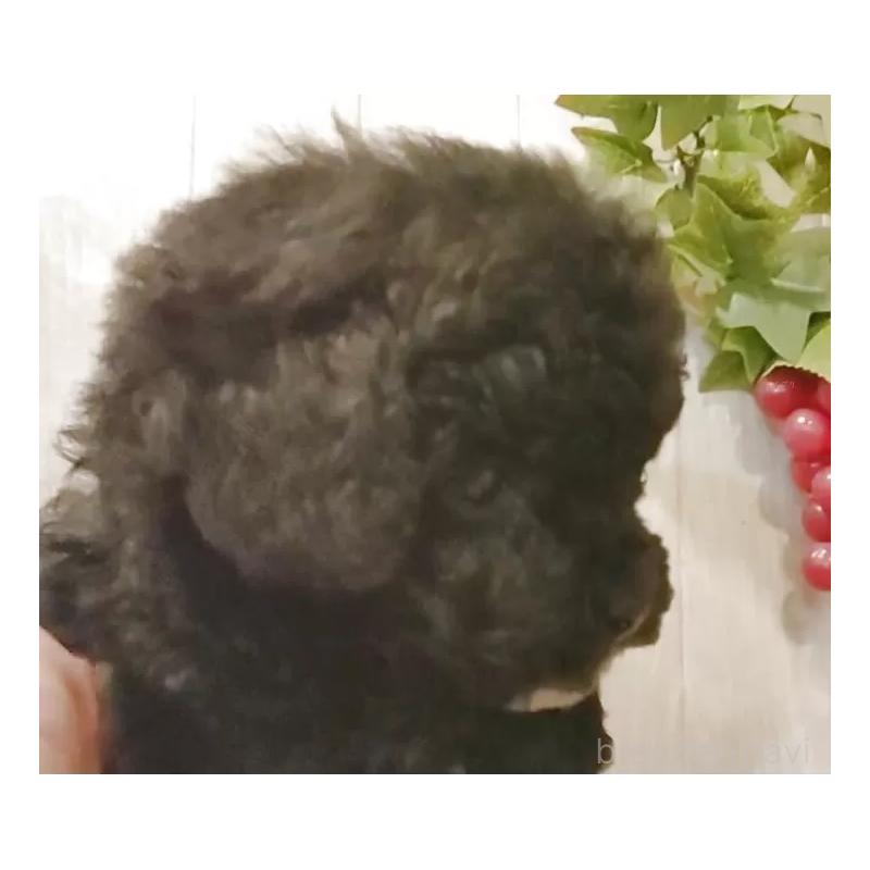 販売中の愛知県のティーカッププードル-436863の3枚目